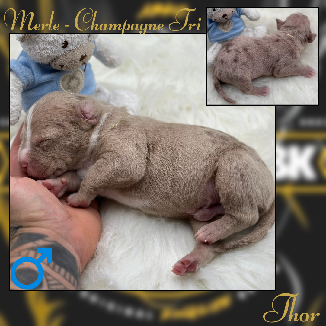 7th Puppy American Bully